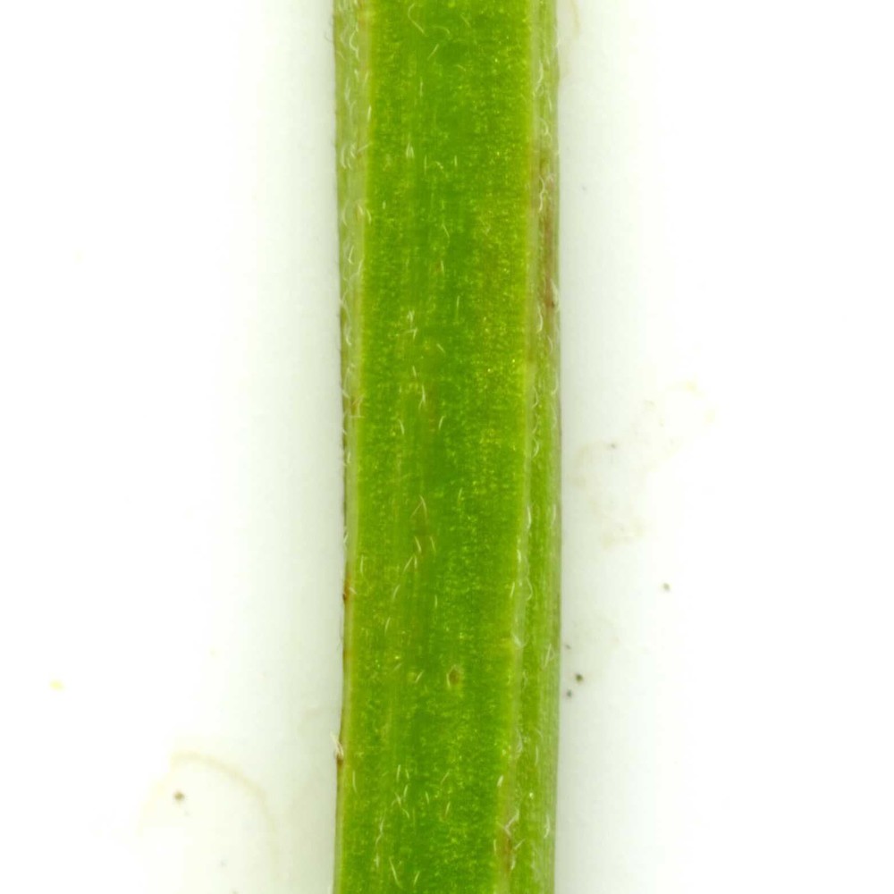 epilobium obscurum schreb.