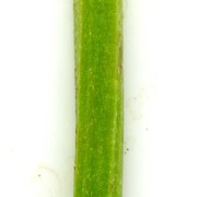 epilobium obscurum schreb.