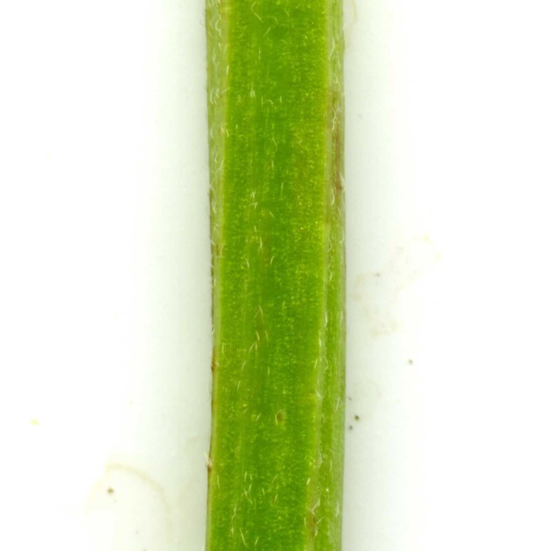 epilobium obscurum schreb.