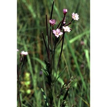 epilobium palustre l.