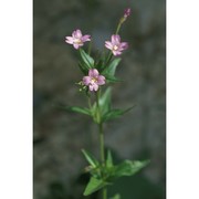 epilobium palustre l.