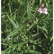 epilobium palustre l.