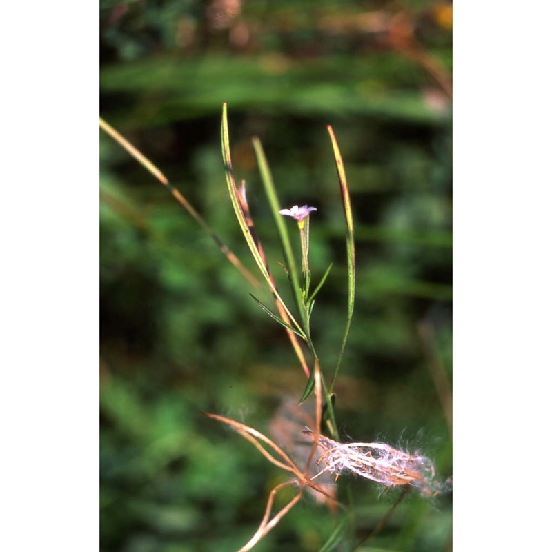 epilobium palustre l.