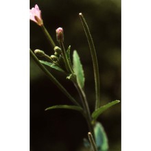 epilobium parviflorum schreb.