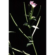 epilobium parviflorum schreb.