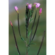 epilobium parviflorum schreb.