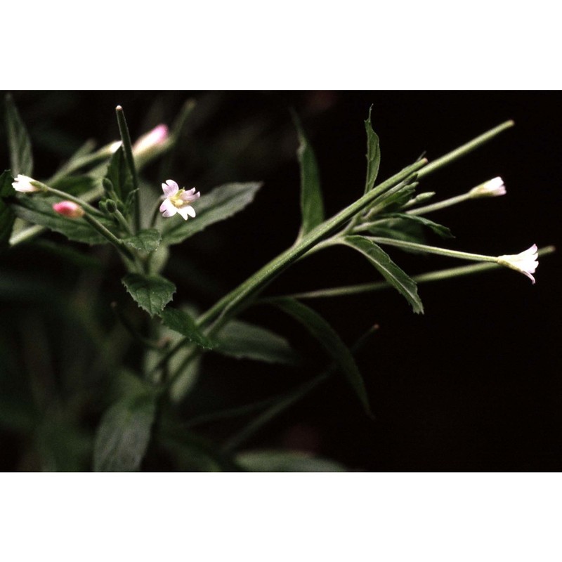 epilobium roseum schreb.