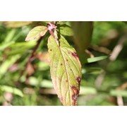 epilobium roseum schreb.