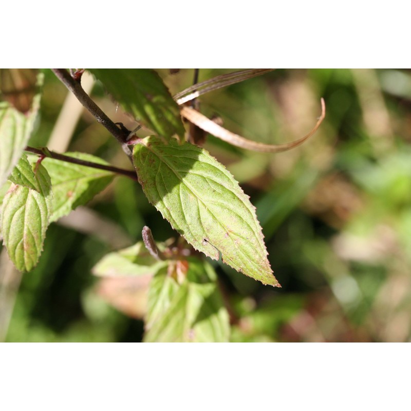 epilobium roseum schreb.