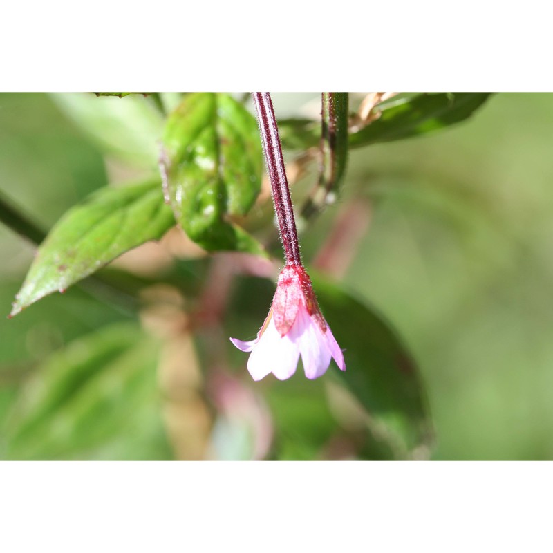 epilobium roseum schreb.