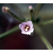 epilobium tetragonum l.