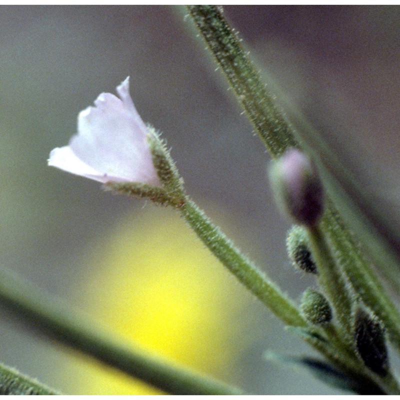 epilobium tetragonum l.