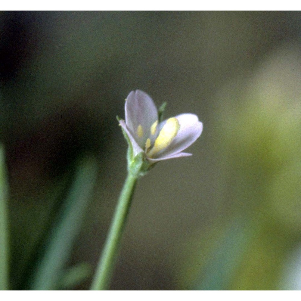 epilobium tetragonum l.