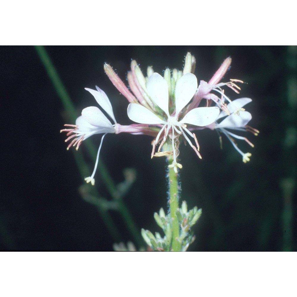 gaura biennis l.