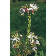 gaura biennis l.