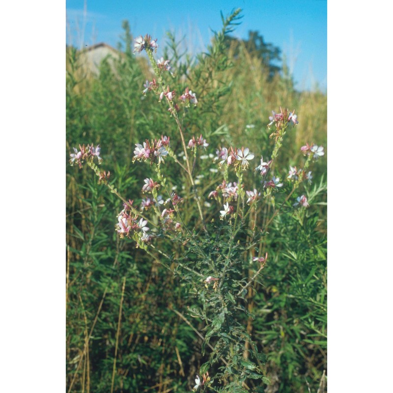 gaura biennis l.