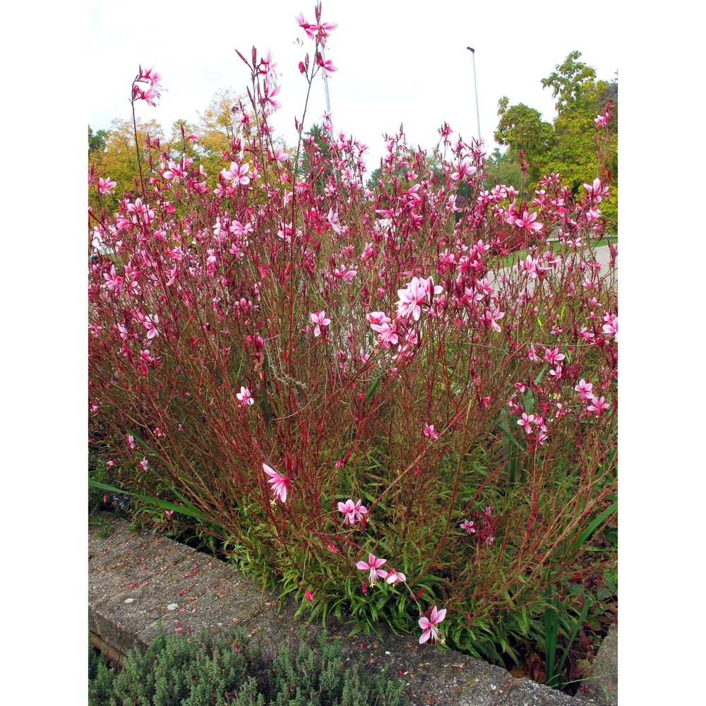 gaura lindheimeri engelm. et gray