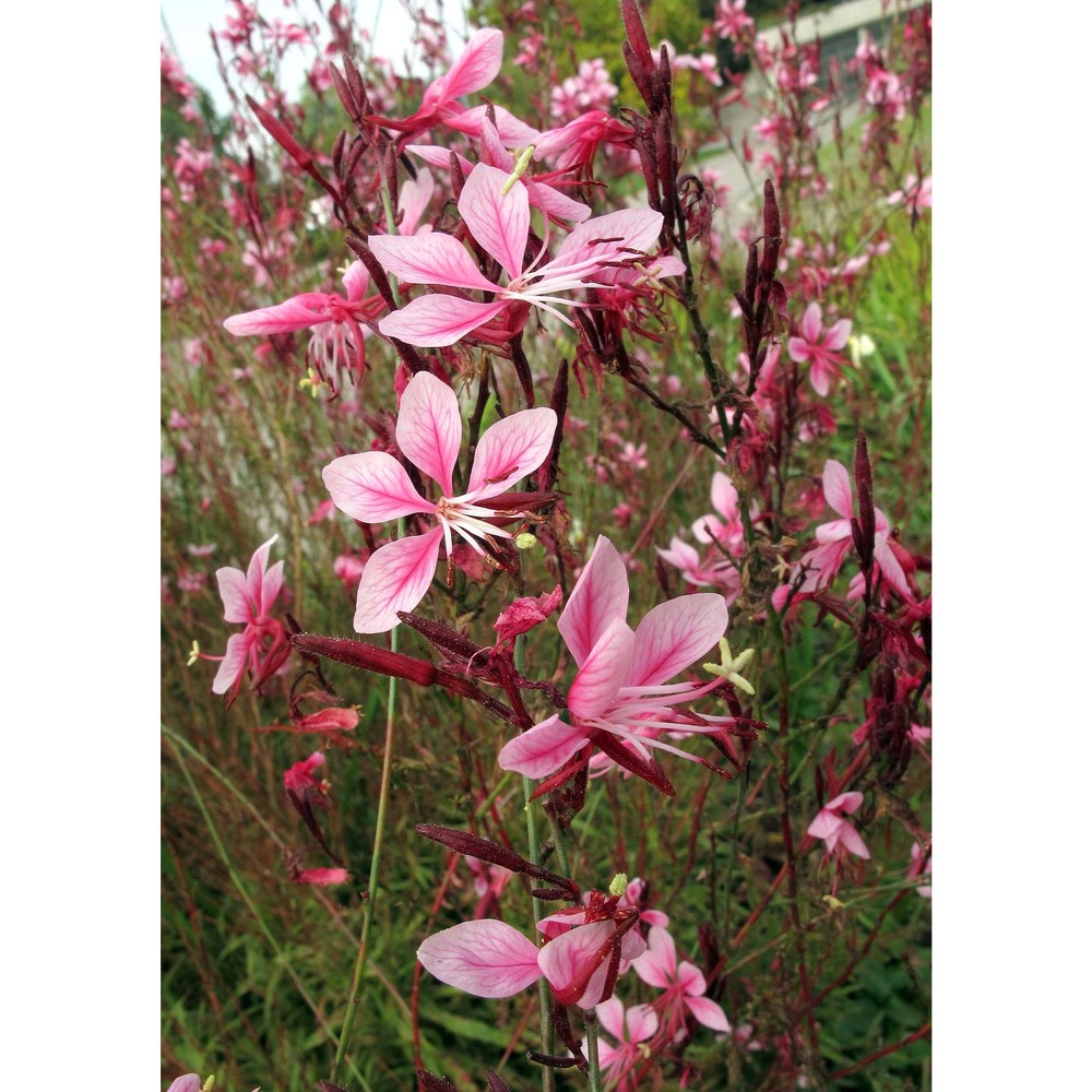 gaura lindheimeri engelm. et gray