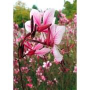 gaura lindheimeri engelm. et gray