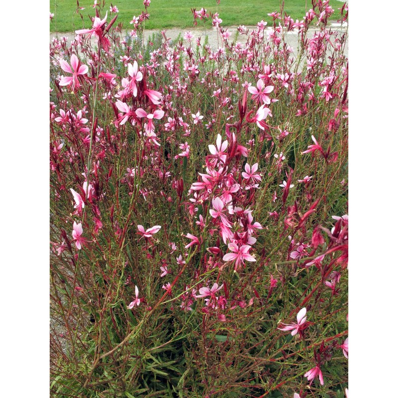 gaura lindheimeri engelm. et gray