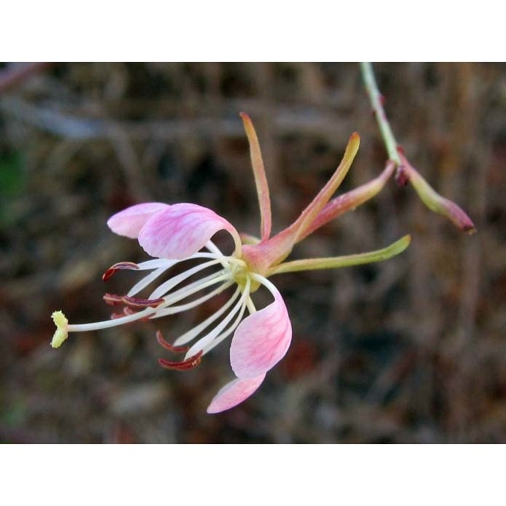 gaura sinuata nutt.