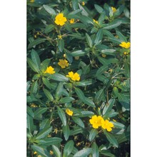 ludwigia hexapetala (hook. et arn.) zardini, h. y. gu et p. h. raven