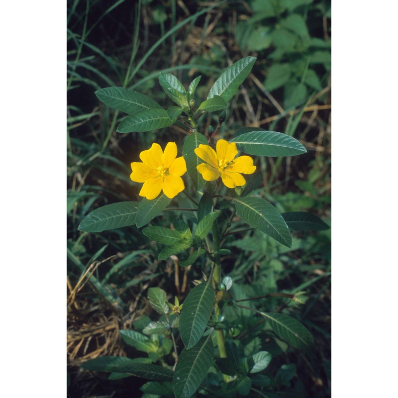 ludwigia hexapetala (hook. et arn.) zardini, h. y. gu et p. h. raven