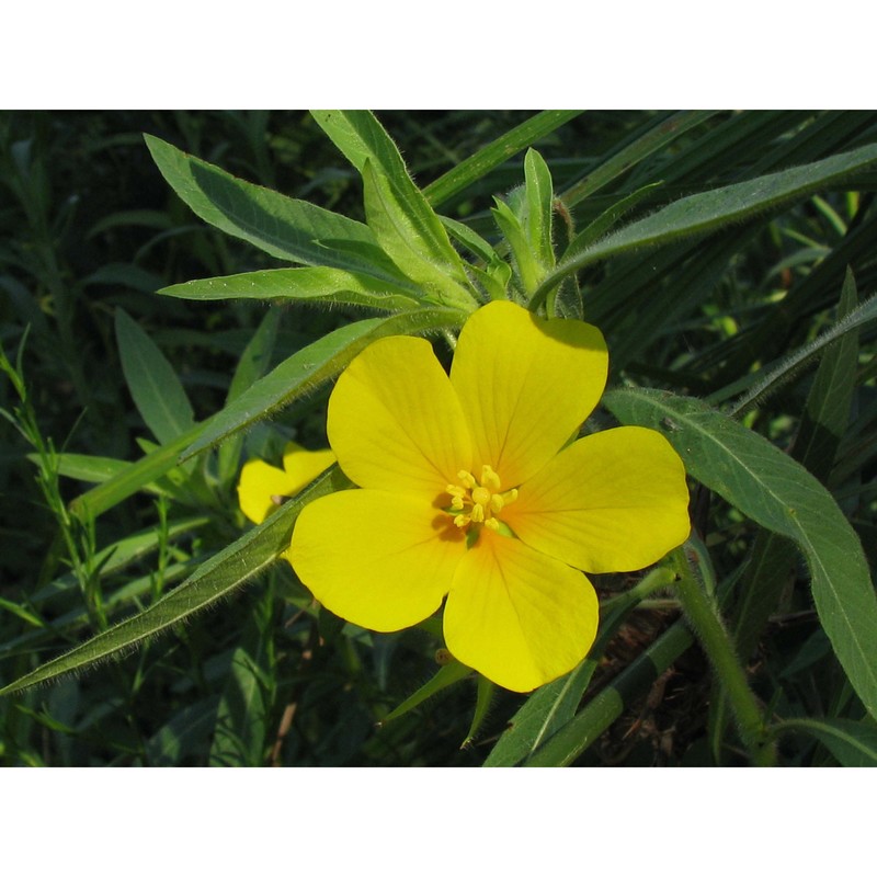 ludwigia hexapetala (hook. et arn.) zardini, h. y. gu et p. h. raven