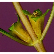 ludwigia palustris (l.) elliott