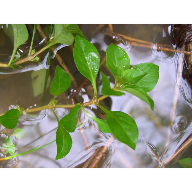 ludwigia palustris (l.) elliott