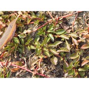 ludwigia palustris (l.) elliott