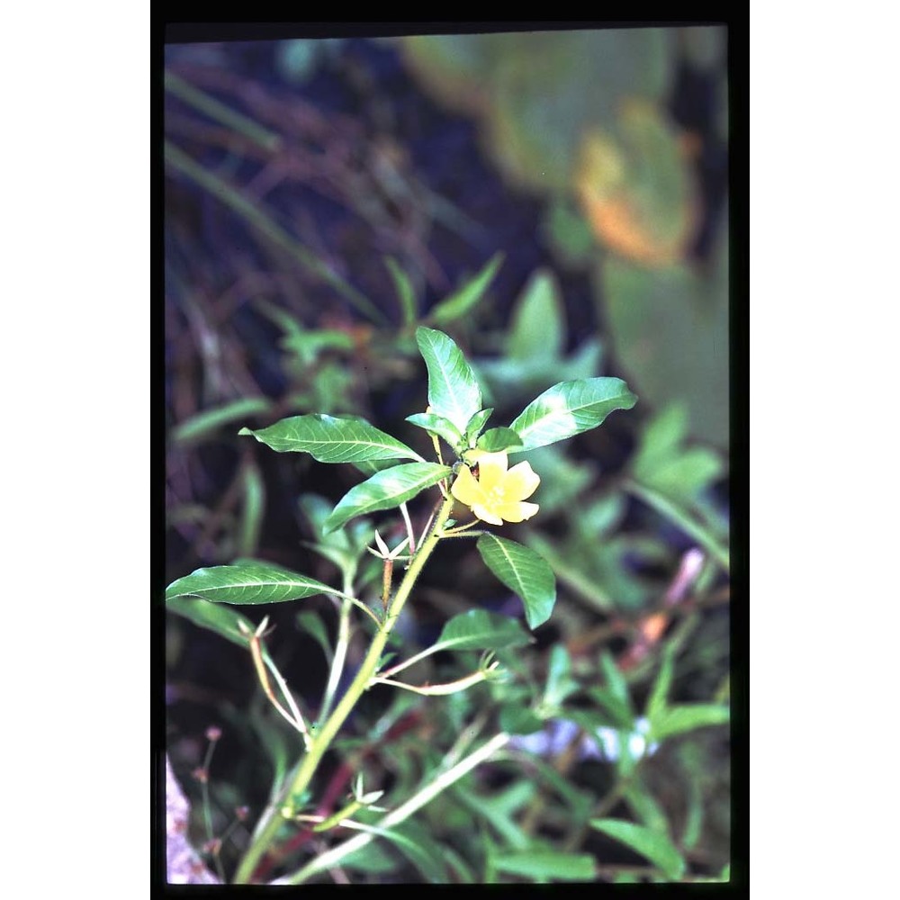 ludwigia peploides (kunth) p. h. raven subsp. montevidensis (spreng.) p. h. raven