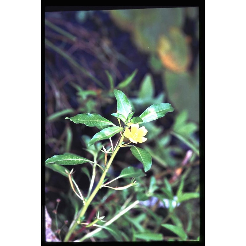 ludwigia peploides (kunth) p. h. raven subsp. montevidensis (spreng.) p. h. raven