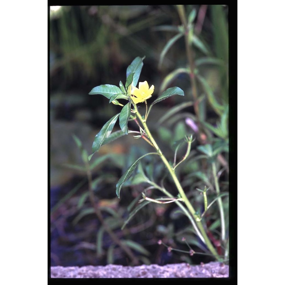 ludwigia peploides (kunth) p. h. raven subsp. montevidensis (spreng.) p. h. raven