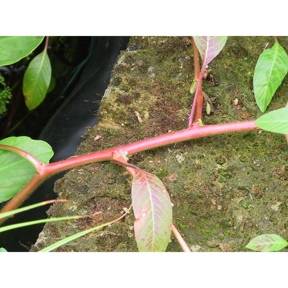 ludwigia peploides (kunth) p. h. raven subsp. montevidensis (spreng.) p. h. raven