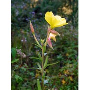 oenothera adriatica soldano