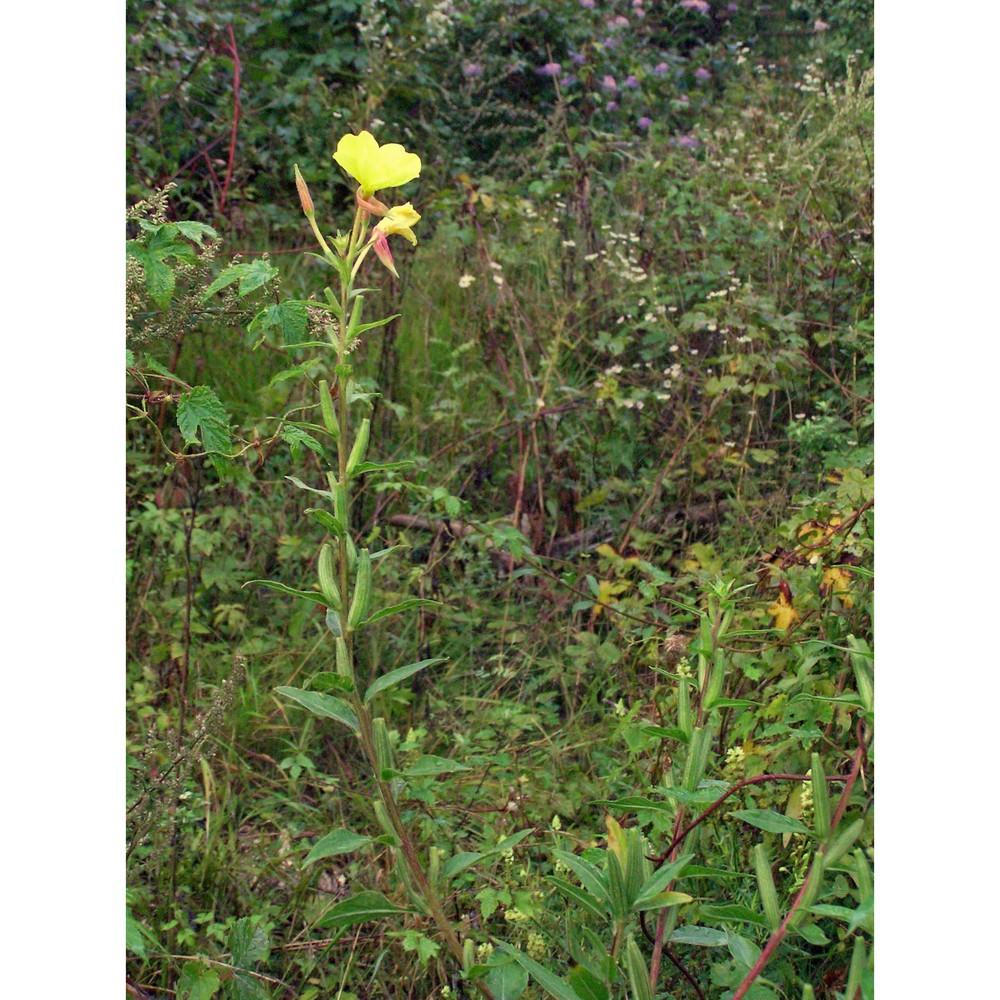 oenothera adriatica soldano