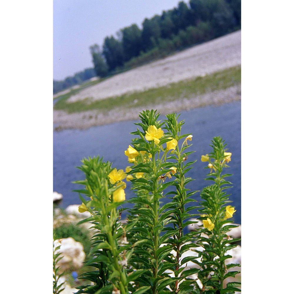 oenothera chicaginensis de vries ex rennere et r. e. cleland