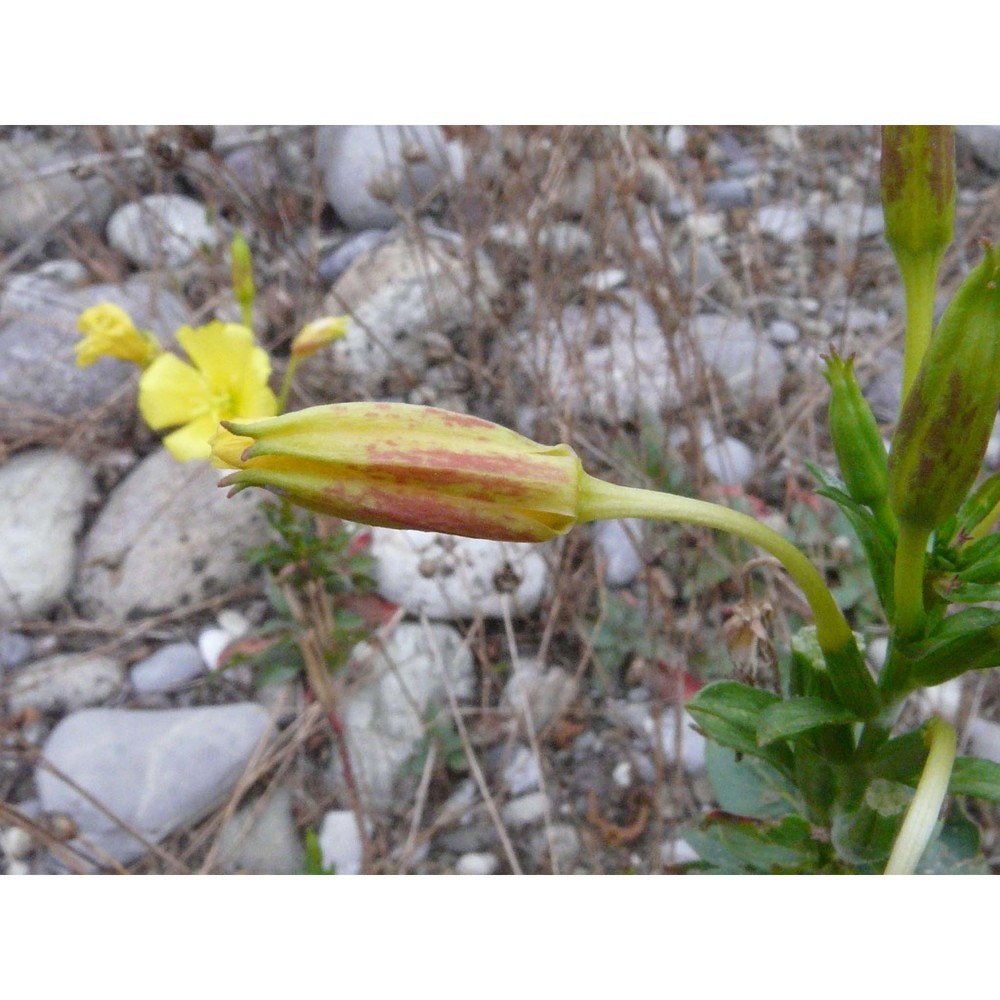 oenothera chicaginensis de vries ex rennere et r. e. cleland