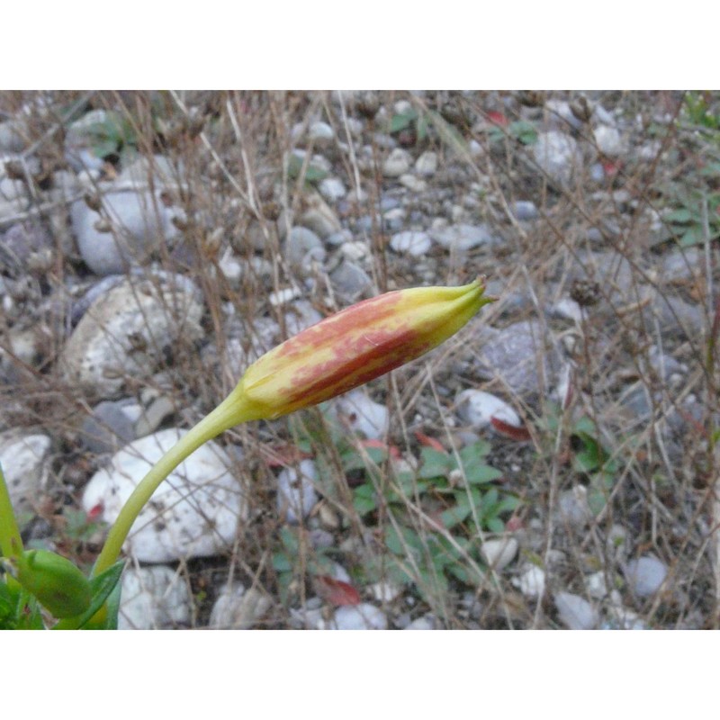 oenothera chicaginensis de vries ex rennere et r. e. cleland