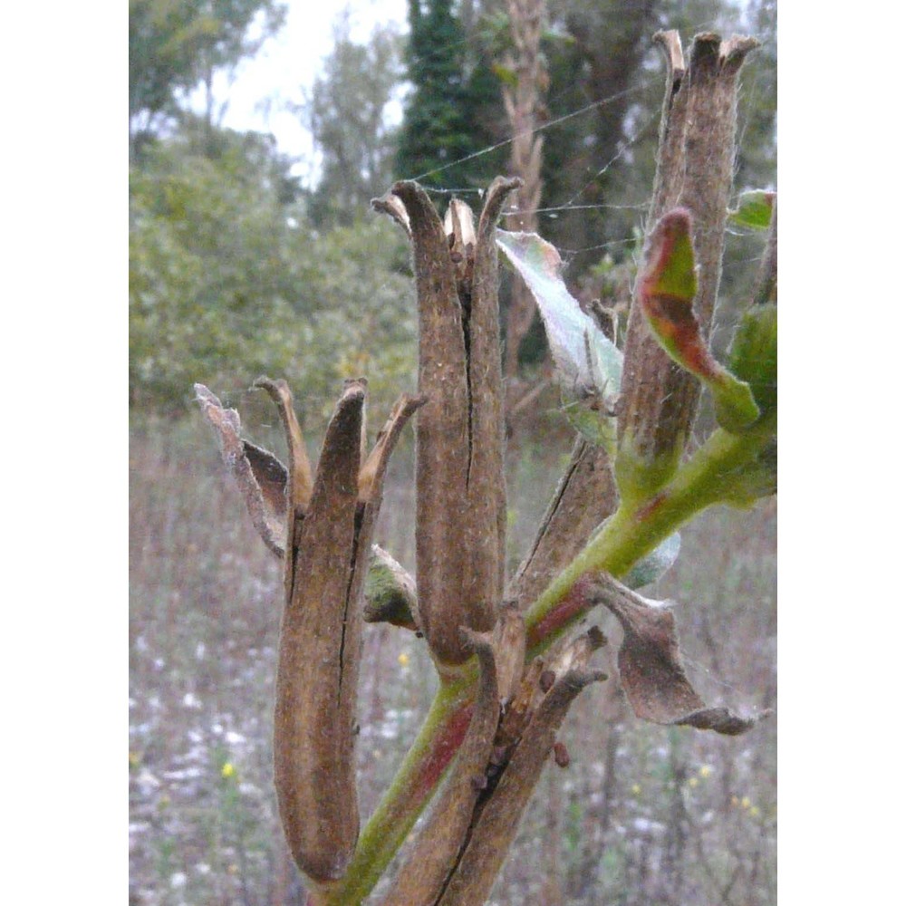 oenothera chicaginensis de vries ex rennere et r. e. cleland