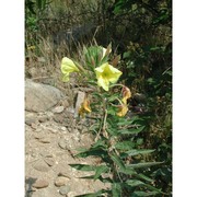 oenothera fallacoides soldano et rostański