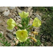 oenothera fallacoides soldano et rostański