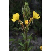 oenothera fallacoides soldano et rostański