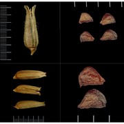 oenothera glazioviana micheli