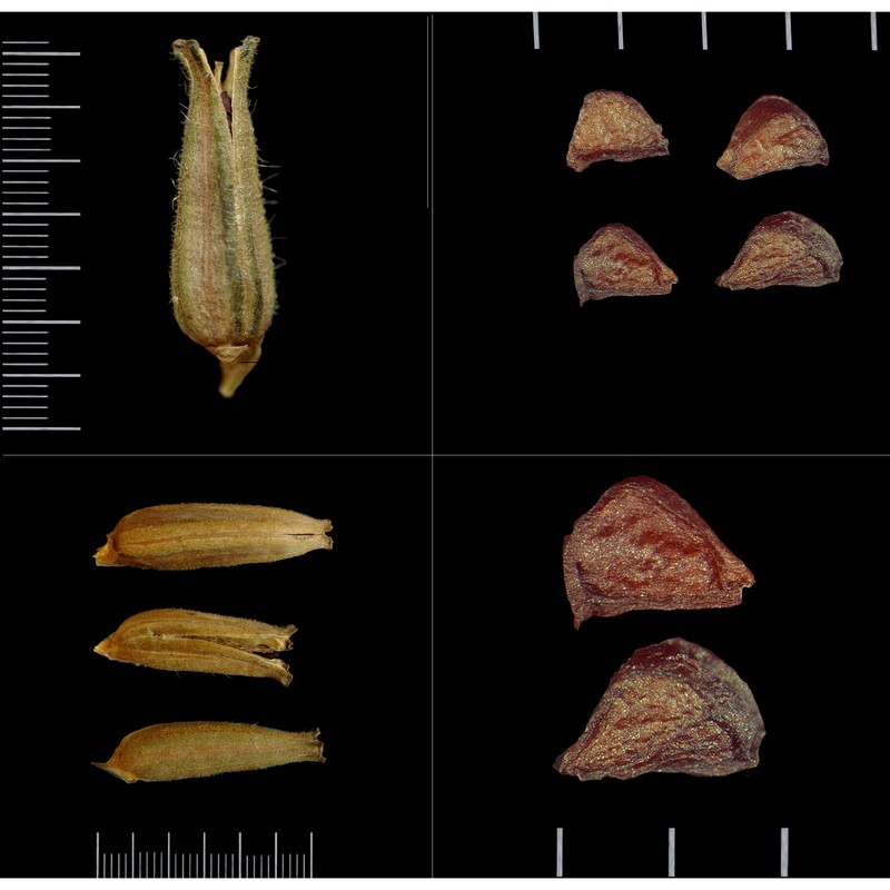 oenothera glazioviana micheli