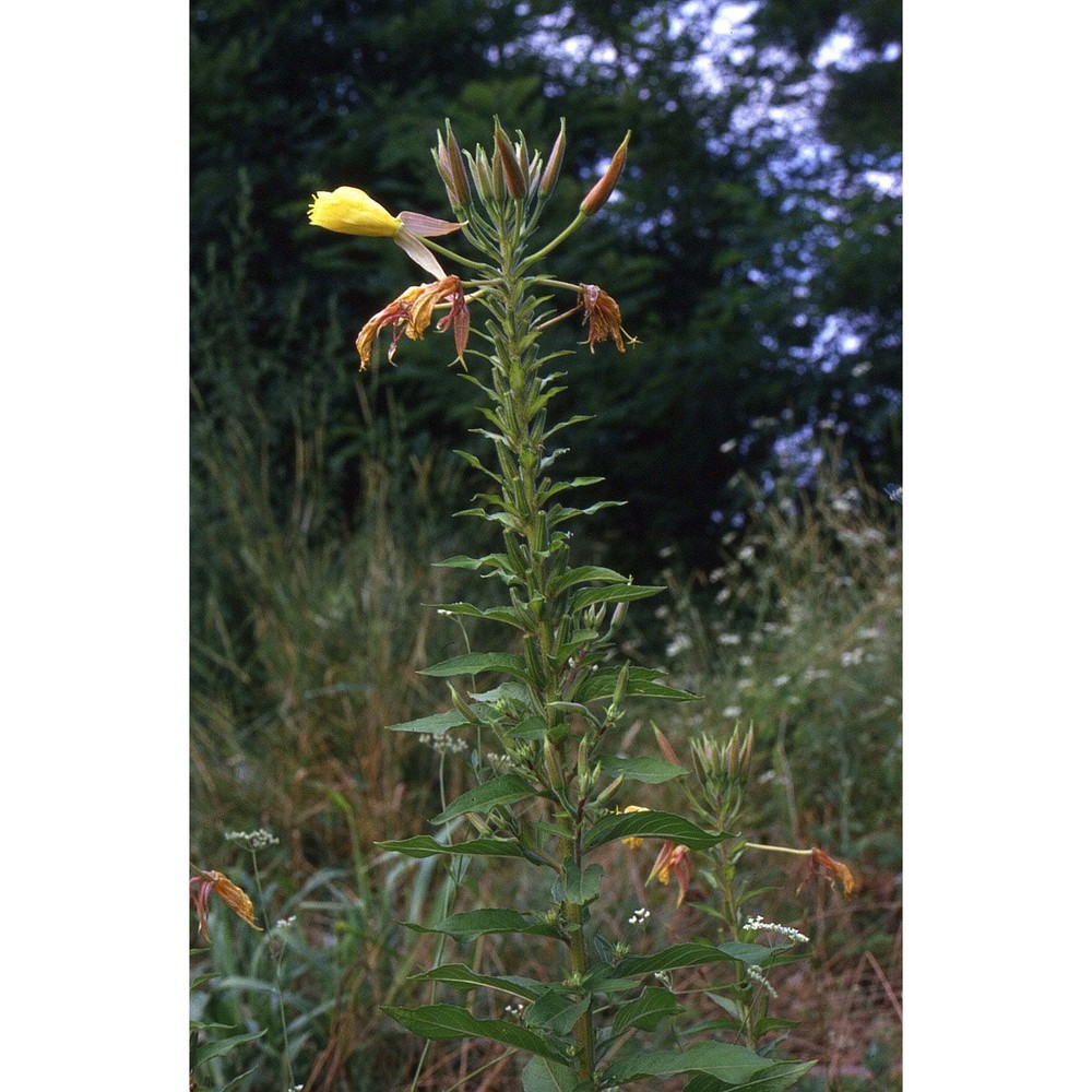 oenothera glazioviana micheli