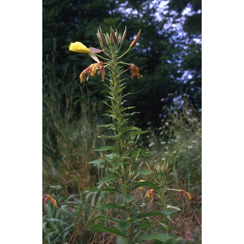 oenothera glazioviana micheli