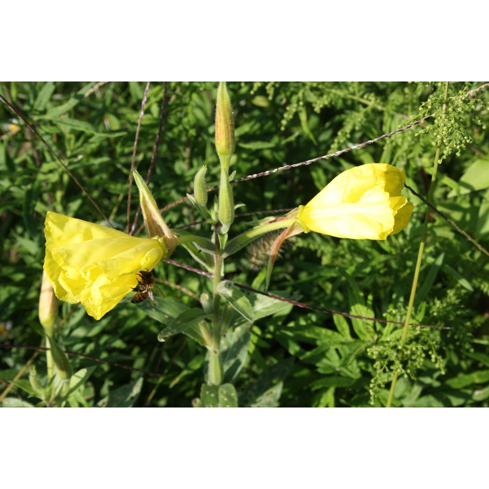 oenothera glazioviana micheli