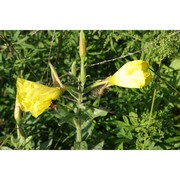 oenothera glazioviana micheli